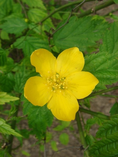 Kerria japonica